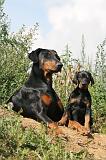 DOBERMANN 680